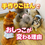 手作りごはんでおしっこが変わる理由