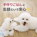 手作りごはんと缶詰という安心