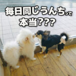 毎日同じうんちって本当？？？