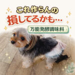 これ作らんの損してるかも…万能発酵調味料