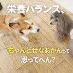 栄養バランス、毎食完璧にせなあかんって思ってへん？