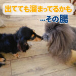 出てても溜まってるかも…その腸