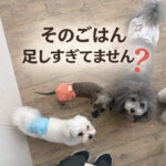 そのごはん足しすぎてませんか？