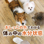 おしっこの色でわかる！体の中の水分状態