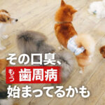 その口臭、もう歯周病始まってるかも