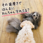 その歯磨きでほんまにわんちゃん守れてる？
