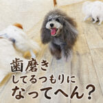 歯磨きしてるつもりになってへん？