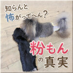 知らんと怖がってへん？粉もんの真実