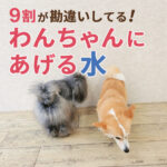 9割が勘違いしてる！わんちゃんにあげる水