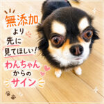 無添加より先に見てほしい！わんちゃんからのサイン