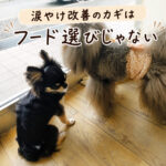 涙やけ改善のカギはフード選びじゃない