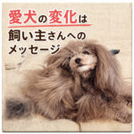愛犬の変化は飼い主さんへのメッセージ