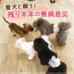 愛犬と願う！残り半年の無病息災