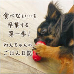 食べない…を卒業する第一歩！わんちゃんのごはん日記