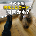 その不調、酸化したフードが原因かも？