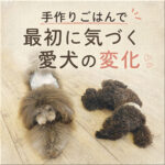 手作りごはんで最初に気づく愛犬の変化