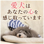 愛犬はあなたの心を感じ取っています