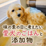 味の素の日に考えたい愛犬のごはんと添加物