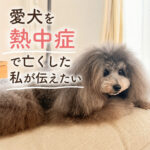 愛犬を熱中症で亡くした私が伝えたい