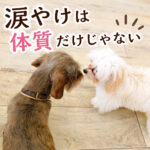 涙やけは体質だけじゃない