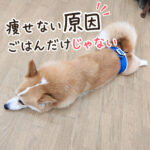 痩せない原因ごはんだけじゃない