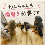 わんちゃんも歯磨き必要