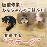 板前修業とわんちゃんのごはんに共通する”ステージ”