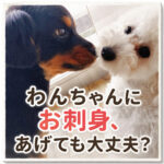 わんちゃんにお刺身、あげても大丈夫？