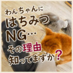 わんちゃんにはちみつNG…その理由知ってますか？