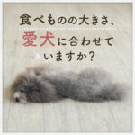 食べものの大きさ愛犬に合わせていますか？