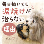 毎日拭いても涙焼けが治らない理由
