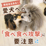 帰省あるある！愛犬への「食べ食べ攻撃」に要注意