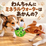 わんちゃんにミネラルウォーターはあかんの？