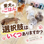 愛犬のごはん選択肢はいくつありますか？