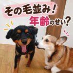 その毛並み！年齢のせい？