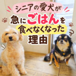 シニアの愛犬が急にごはんを食べなくなった理由