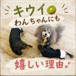 キウイ🥝わんちゃんにも嬉しい理由