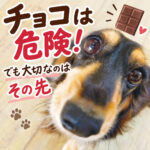 チョコは危険！でも大切なのはその先