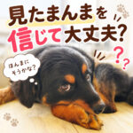見たまんまを信じて大丈夫？