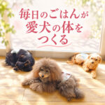 毎日のごはんが愛犬の体をつくる