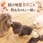 秋の味覚きのこをわんちゃんと一緒に