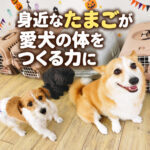 身近なたまごが愛犬の体をつくる力に