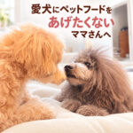 愛犬にペットフードをあげたくないママさんへ