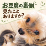 お豆腐の裏側見たことありますか？