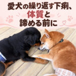 愛犬の繰り返す下痢、体質と諦める前に