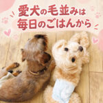 愛犬の毛並みは毎日のごはんから