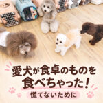 愛犬が食卓のものを食べちゃった！慌てないために